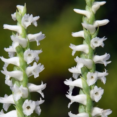 spiranthes_plant (1)7